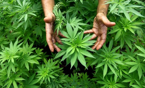 În Moldova ar putea fi permisă cultivarea cânepei industriale. Proiectul este pregătit
